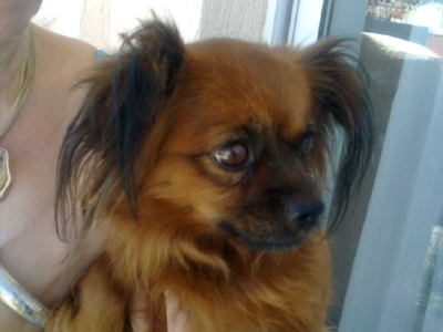 Βρέθηκε σκυλίτσα στα Βριλήσσια